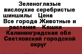 Зеленоглазые вислоухие серебристые шиншилы › Цена ­ 20 000 - Все города Животные и растения » Кошки   . Калининградская обл.,Светловский городской округ 